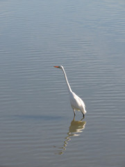 Great egret standing in shallow water