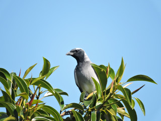 Black-faced Cuckoo- perched in fig tree