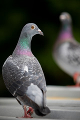 homing pigeon bird standing on home loft roof