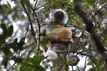 Madagascar, Maki Catta