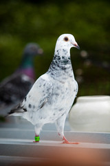 full body of homing pigeon standing on home loft roof