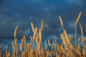 Golden, ripe wheat against blue sky background.