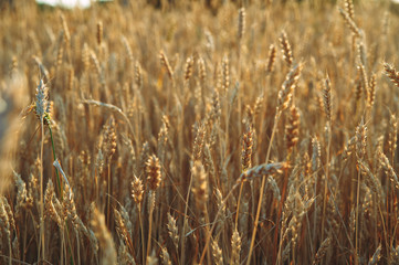 Golden wheat field of wheat ears. summer