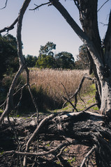 Obraz premium tree in the park