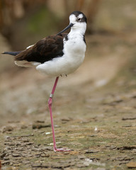 Black-necked Stilt