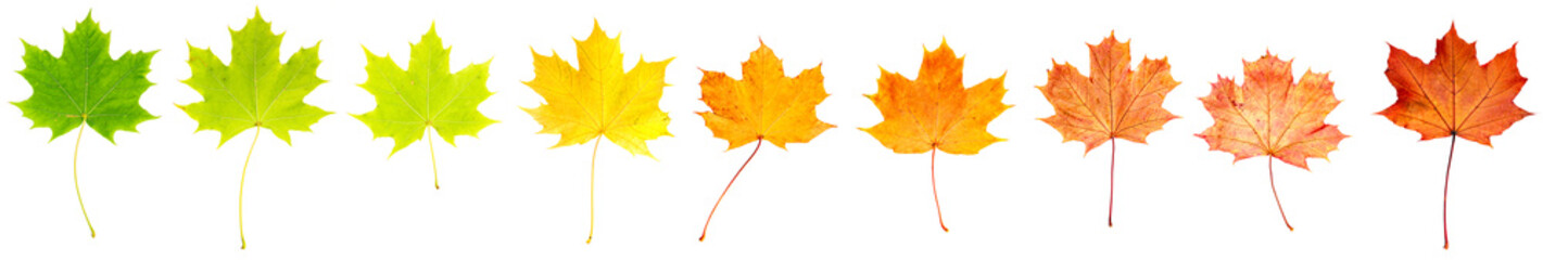 bunte Ahornblätter liegen auf weißem Hintergrund, Rückseite, Freisteller