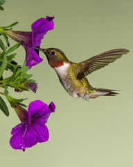 Ruby-Throated Hummingbird