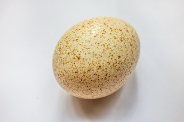 Turkey egg with natural shadow closeup