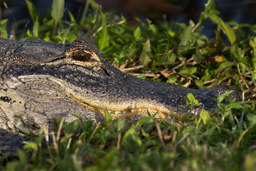 Gator