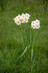 View of white daffodil bunch naturally growing from grass