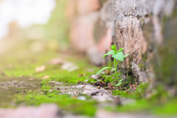 Green tree sapling and moss on the floor and the warm sunlight.