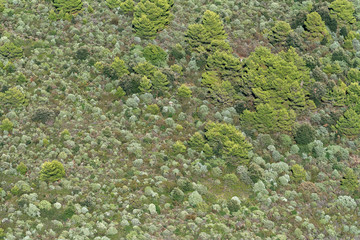 Pine forest on Kamenjak, istra