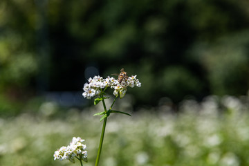 蕎麦の花とミツバチ