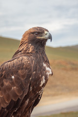 Eagle