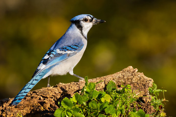Blue Jay