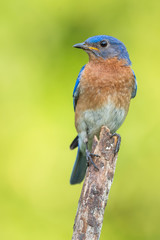 Eastern Bluebird