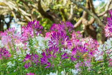 Obraz premium Spider flower in garden