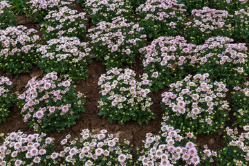 Pink Chrysanthemum in the garden