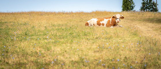The cow lies in the meadow