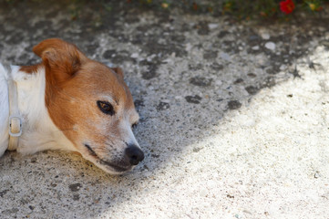 Dog resting in the shadow on concrete floor