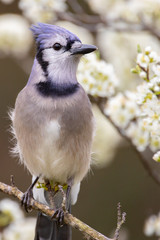 Bluejay