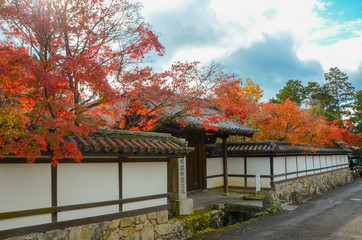 autumn leaves in the park,Colorful maple  autumn, Osaka Japan