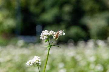 蕎麦の花とミツバチ