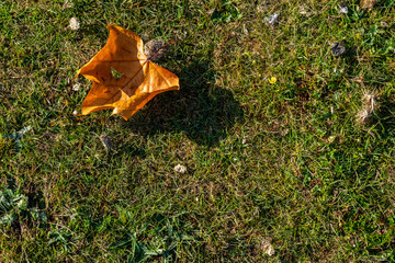 Start of Auntum and Fall Leaves