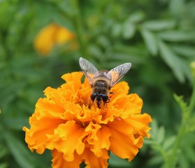 hoverfly on yellow flower