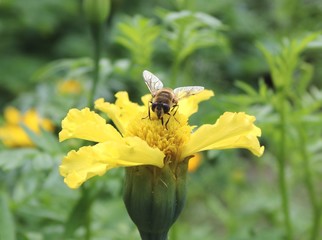 hoverfly on yellow flower