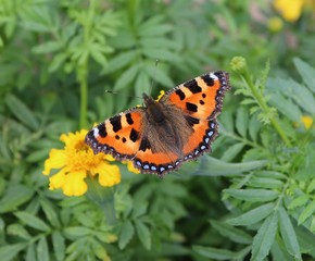 Fototapeta premium butterfly on flower