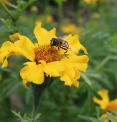 hoverfly on yellow flower