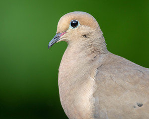 Mourning Dove