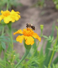 hoverfly on yellow flower