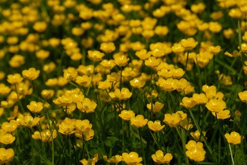 eine Wiese mit Dotterblumen
