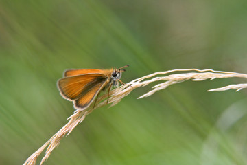 Beautiful Essex skipper butterfly resting on a bending hay on a summer day