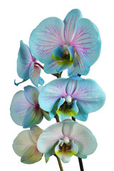 Fototapeta na wymiar Blue orchid flowers isolated on white background