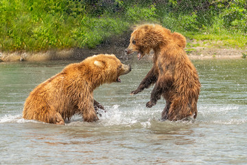 Ruling the landscape, brown bears of Kamchatka (Ursus arctos beringianus)