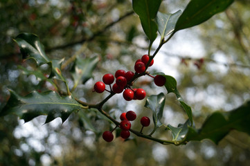 Small red berries on a holly bush