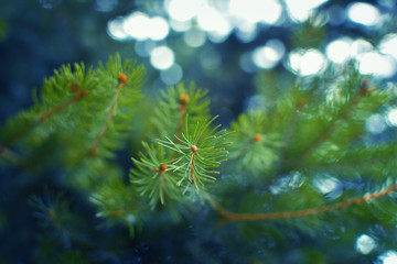 Close up of pine tree with blurred background and blue filter