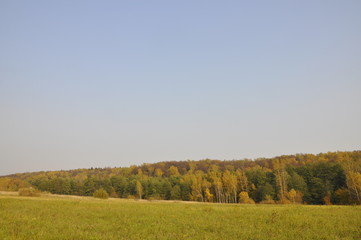 Fototapeta premium autumn forest against the sky in the distance