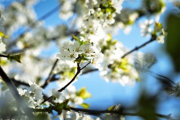White apple flowers against a blurred background