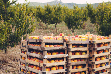 Peach trees with boxes of freshly harvested ripe peaches in fruit garden