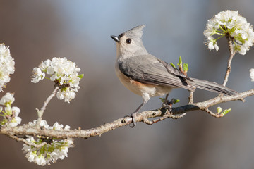 Tufted Titmouse