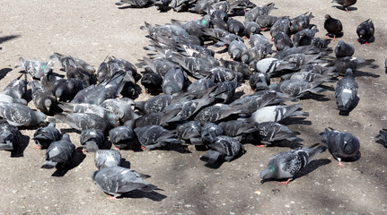 large flock of city pigeons pecks bread crumbs from the asphalt on a bright sunny spring day