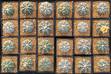 Cactus plant on black basket.