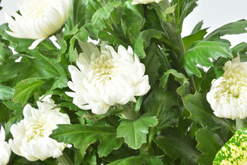 白い菊