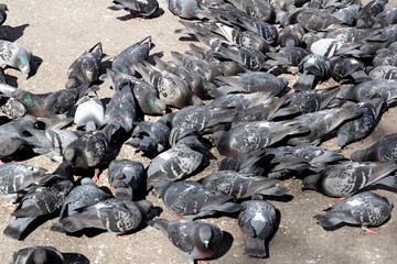 Urban lonely pigeon walks along springy muddy puddle, in which its reflection and the reflection of clouds are visible