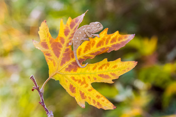 yellow leaf in autumn