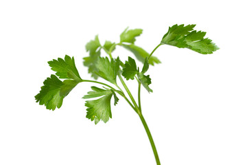 Spicy green plants isolated on a white background. Dill parsley